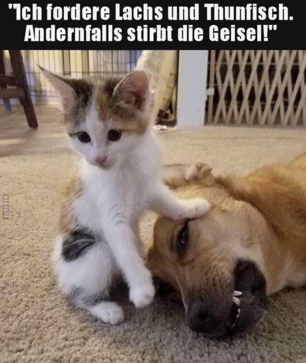 кот против собаки