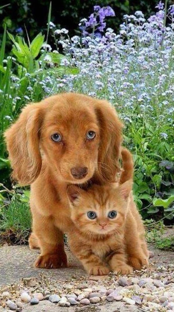 рыжий щенок