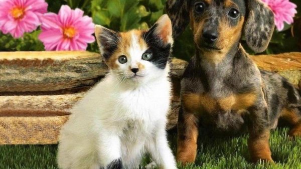 карликовая такса