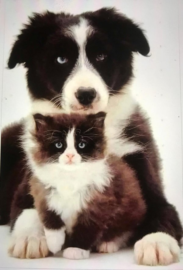 щенки бордер колли