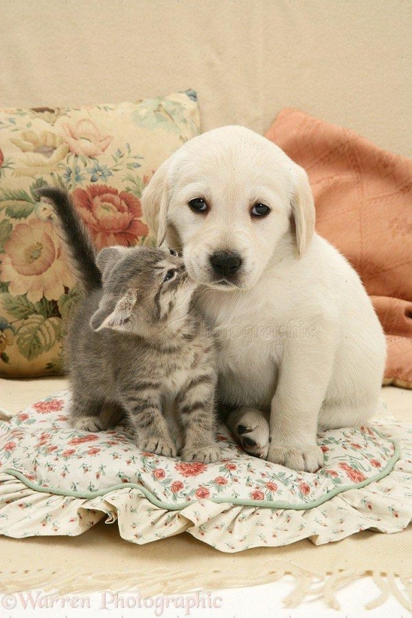 щенки лабрадор