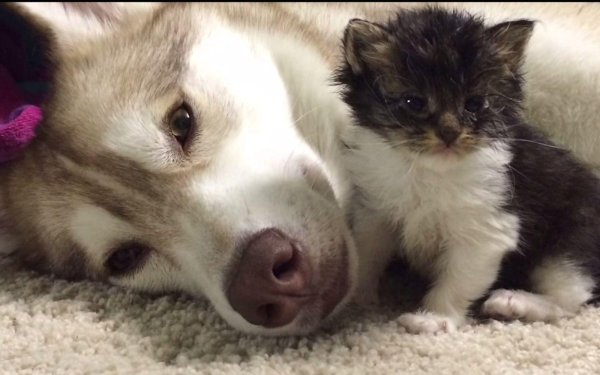 собака мама котят