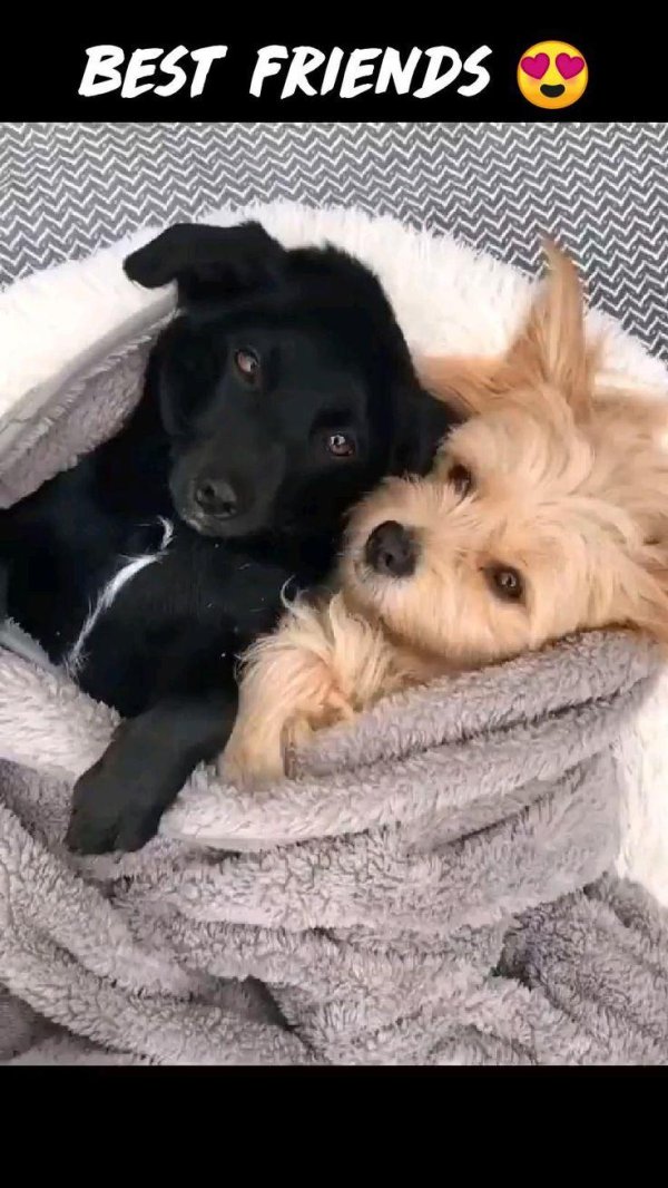 щенки смешные