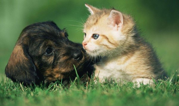 собачки кошечки