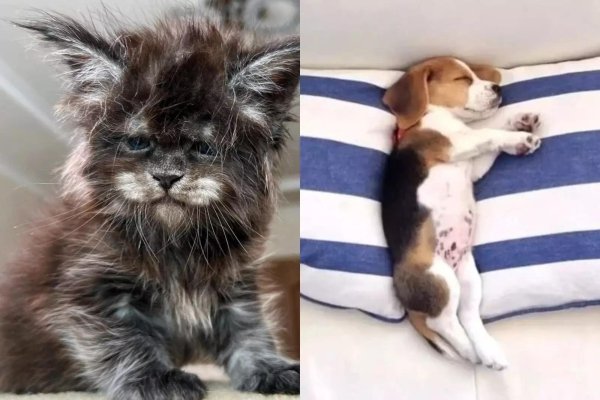 смешные животные