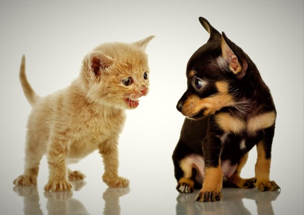 собака с кошкой