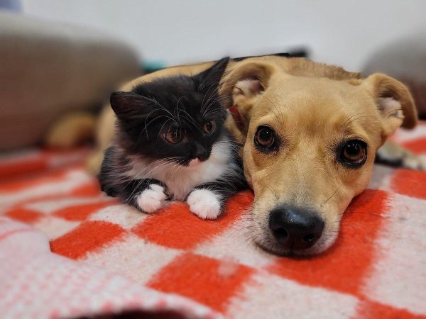 домашние питомцы