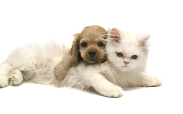 домашнее животное