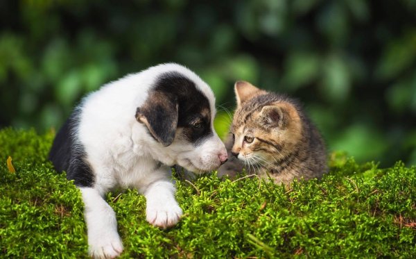 щенок с котенком