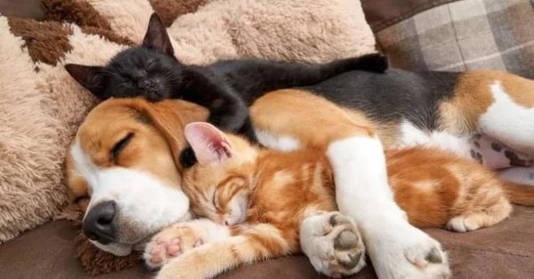 спят животные