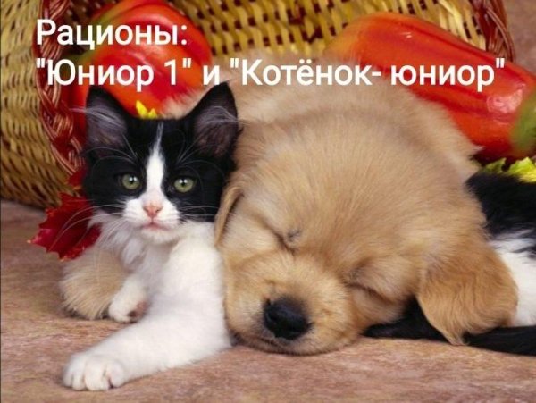 собачка и кошечка