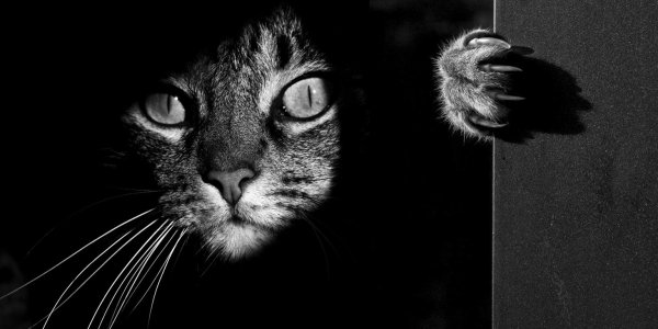 Коты черно белые