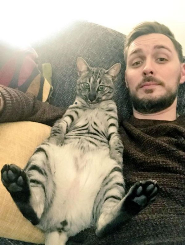 реальные коты