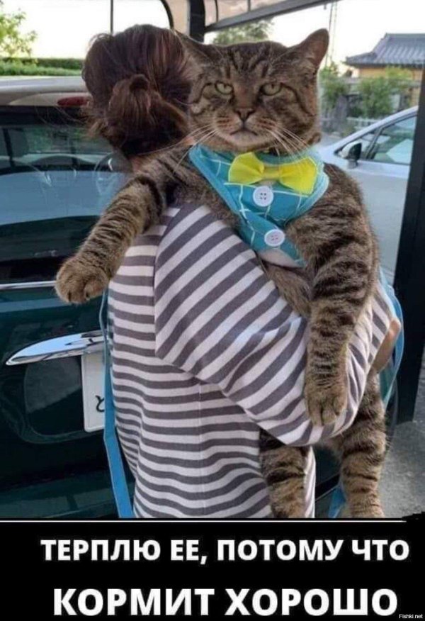 прикольная кошка