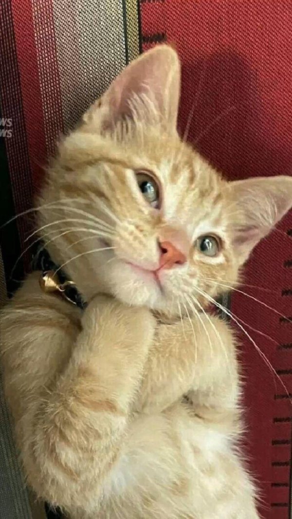 Кот и хозяин