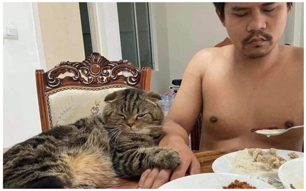 тайская кот