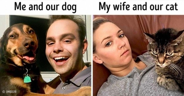 собачники и кошатники