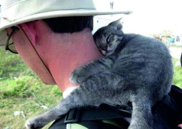 завести кошку