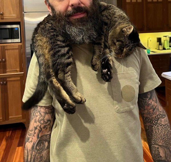 котик с бородой