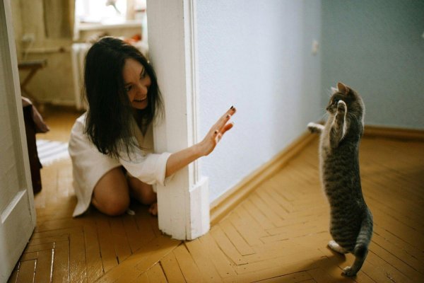 кошка в квартире