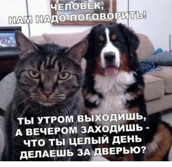 собака бернский зенненхунд