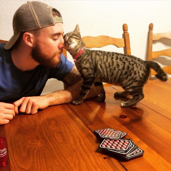 коты и хозяева