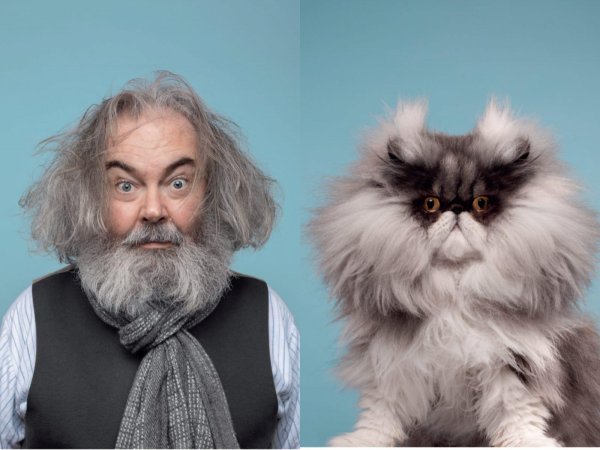 порода кошек пушистых