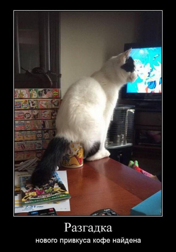 коте приколы