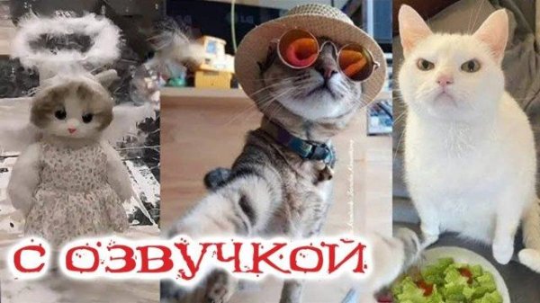 коты с озвучкой