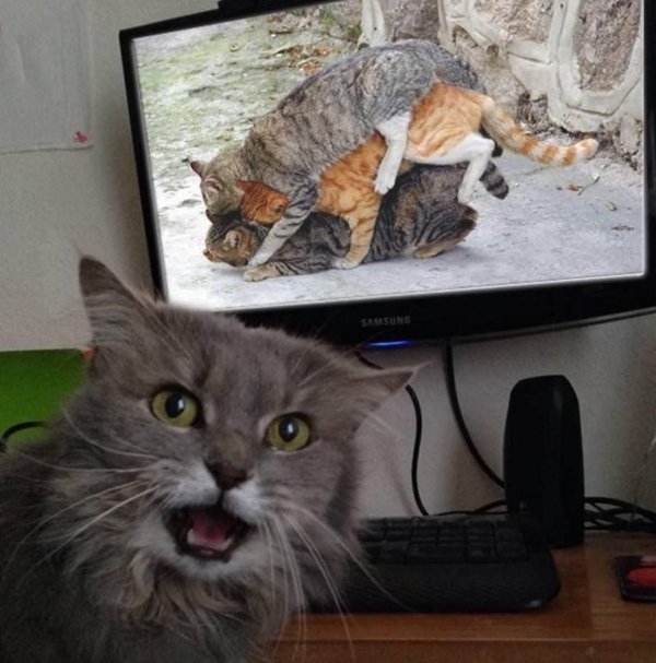 жесткие кошки