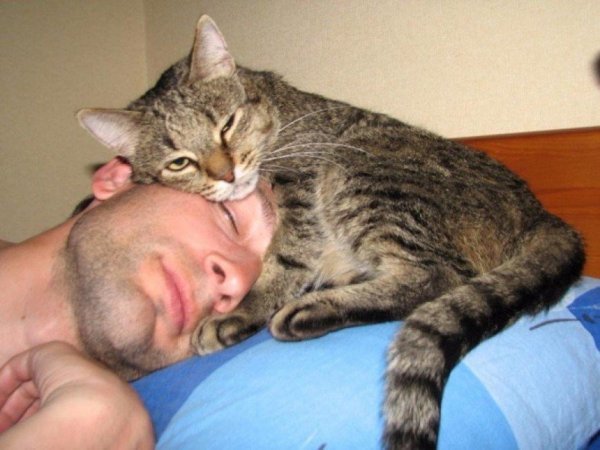 спящая кошка