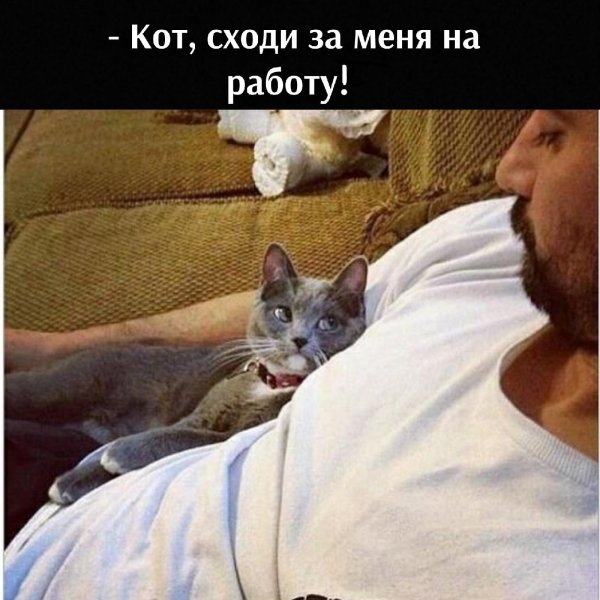 популярный мем с котом и мужчиной