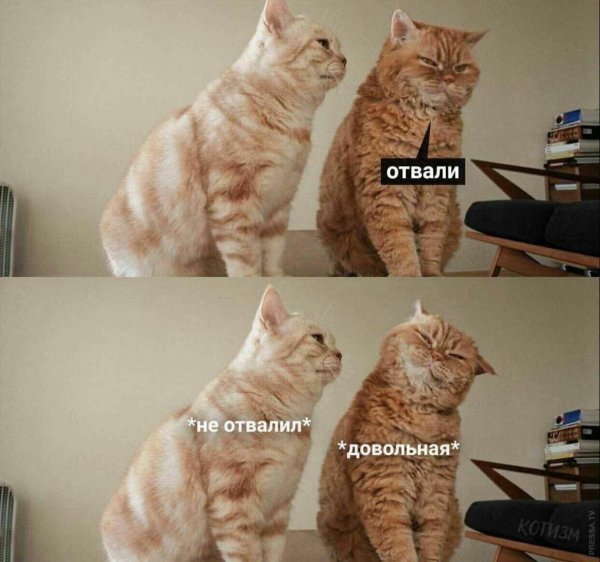котизм мемы