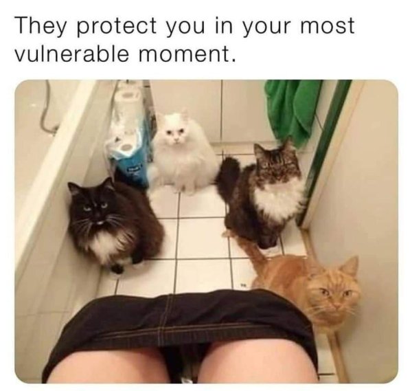 приколы кошки