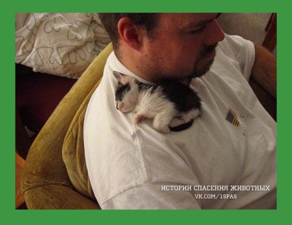 спасение животных