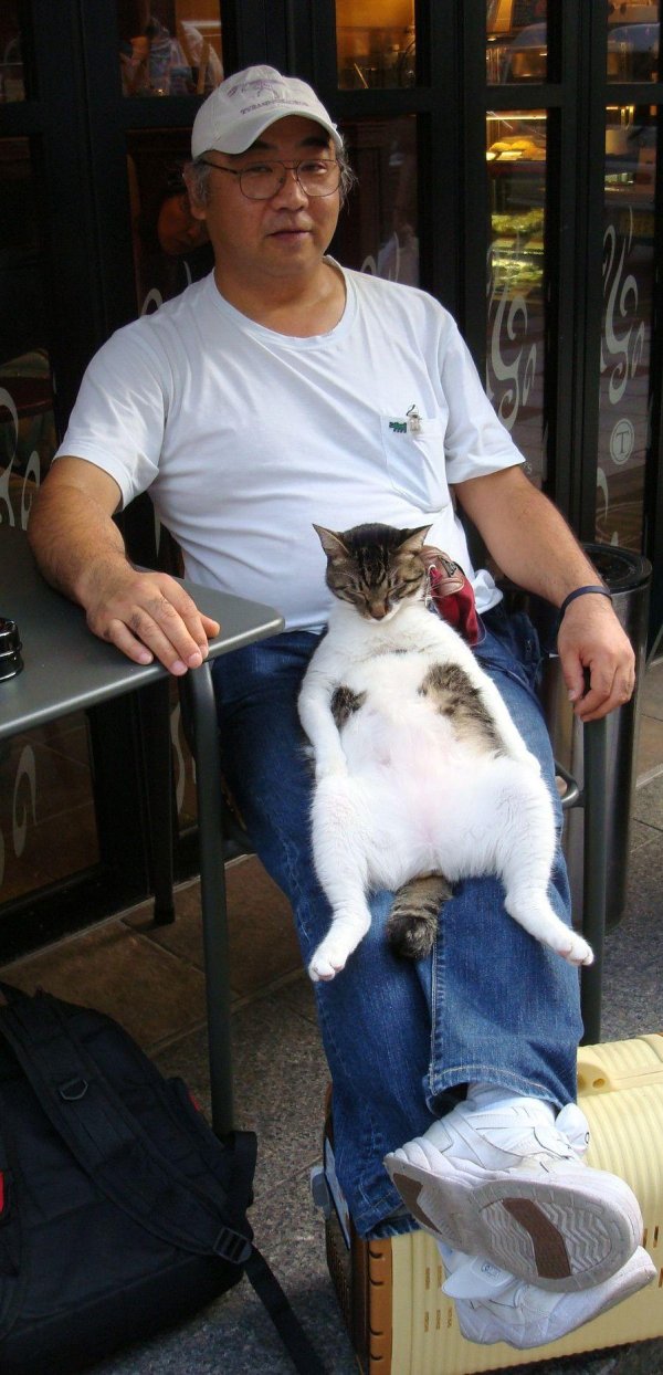 толстые коты