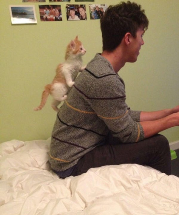 кот личное пространство