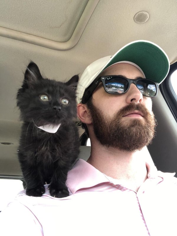 черный котенок мейн куна