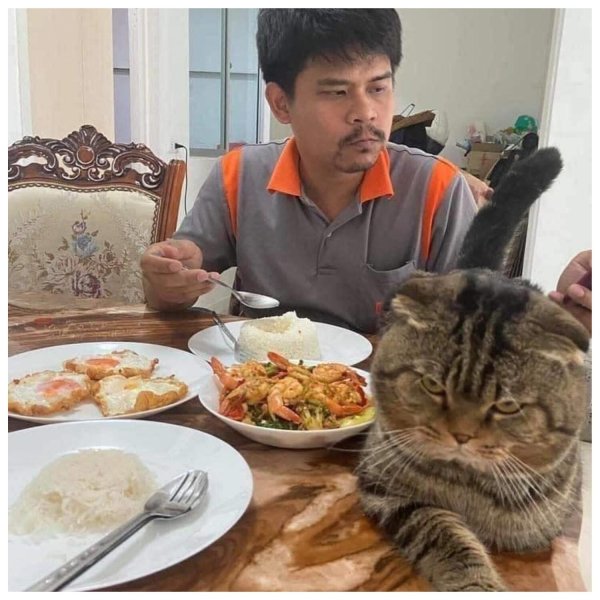 хозяин кота