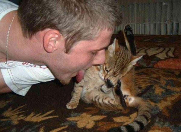 кошка вылизывается