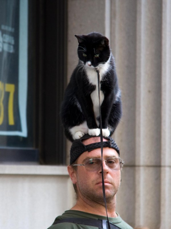 кошка катается