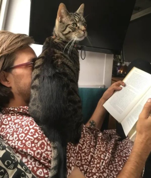 кошка и хозяин