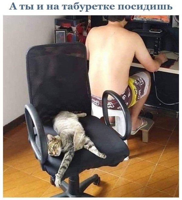 юмор животные