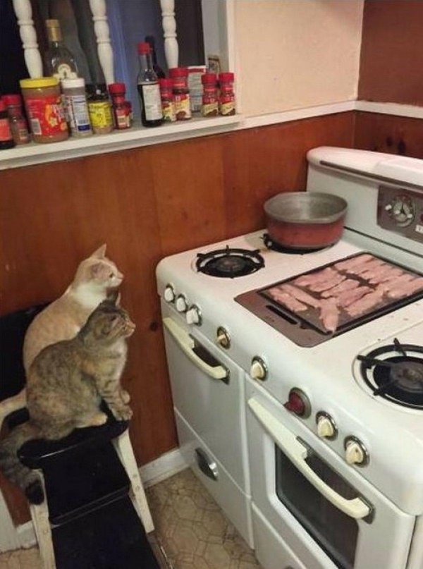 плита газовая