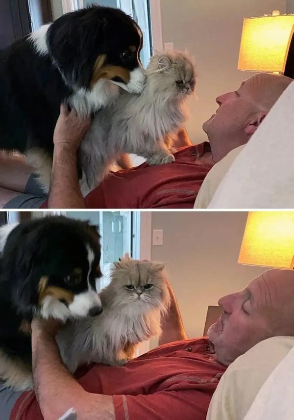 Кот и хозяин