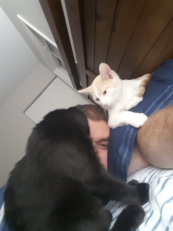 спящие котики сигумы