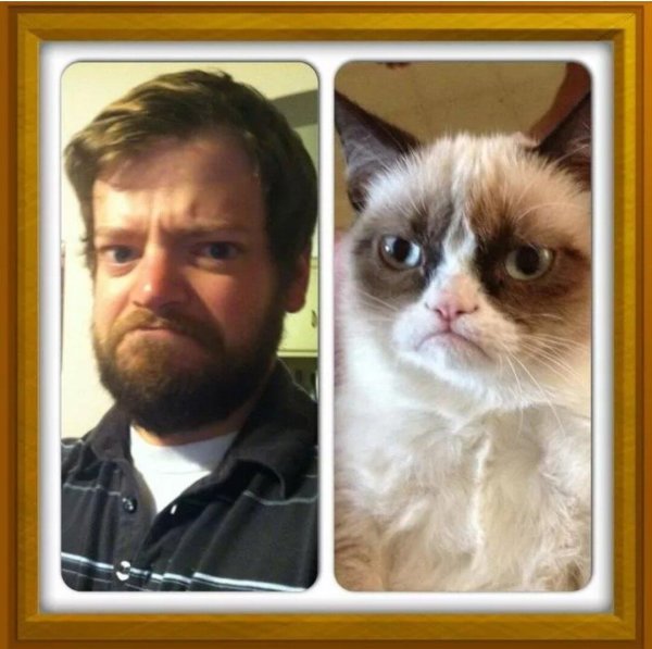 real grumpy cat