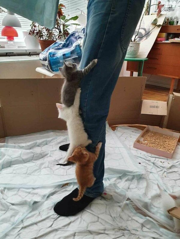 забавные котики