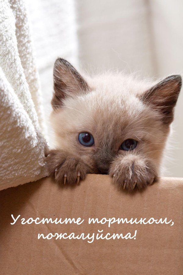 С рождением котенка