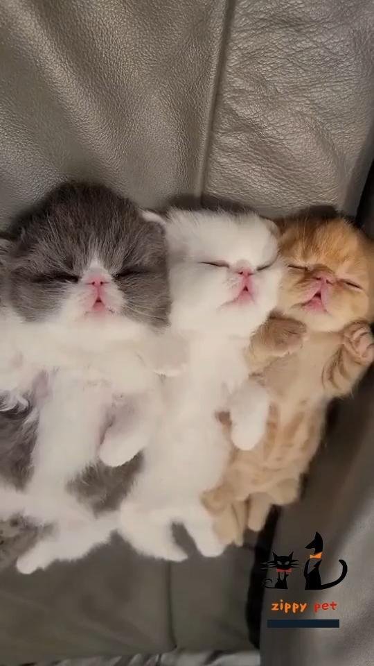 новорожденные котята экзоты